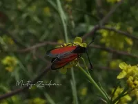 [Zygaena purpuralis]